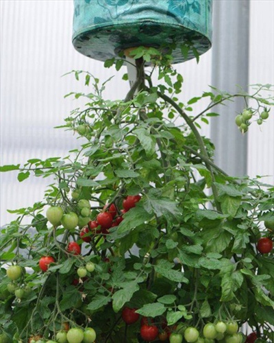túi trồng cà chua, túi treo ngược trồng rau sạch 